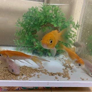 金魚6匹