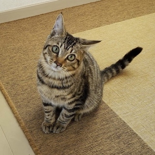 小柄だけどちょっぴり強気のめろん君