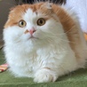 もち88