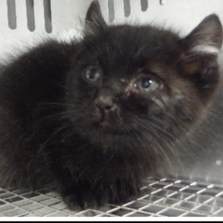 里親様に迎えられました。子猫♂297