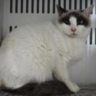 里親様に迎えられました。成猫性別不明298