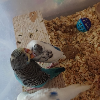 １１月生まれのセキセイインコの赤ちゃん