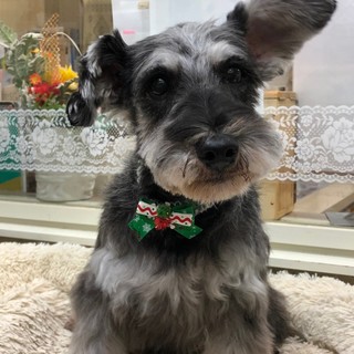 シュナウザーの里親募集