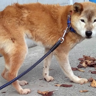 【里親決定】豆ばぁ。まったり～