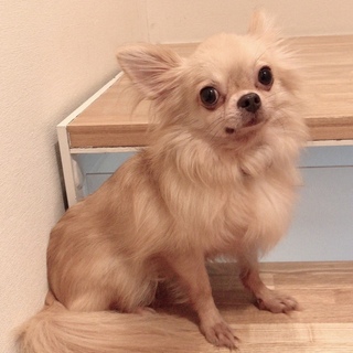 チワワ、オス、5歳くらい