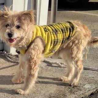 つぶらな瞳。キュートなタイニー