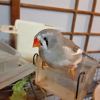 キンカチョウ（メス5ヶ月）里親さん募集します。