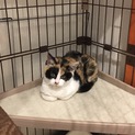真丸お目目の美猫三毛のコロンちゃん