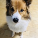 頭のいいMIXのエアー君！