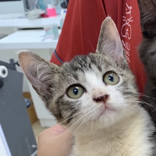 甘えたい！子猫ちゃん