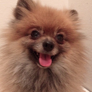 ポメラニアン、メス、4歳