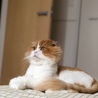 かぽぽん