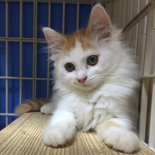 茶白♀子猫　ひだちゃん