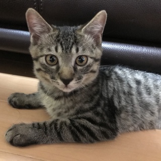 慣れ慣れキジトラくん