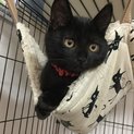 可愛い半長毛の黒猫ちゃん