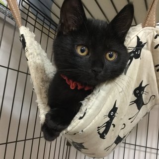 可愛い半長毛の黒猫ちゃん