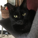 黒チビちゃん7歳