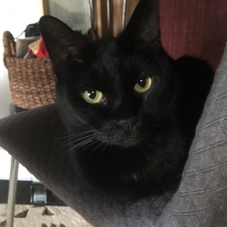黒チビちゃん7歳