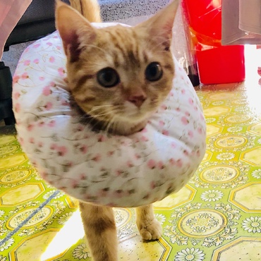 避妊手術後のドーナツにゃんこ