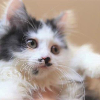 人馴れ抜群＆超甘えん坊♡モフモフ優しい女の子