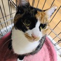 三毛猫ナナちゃん2歳