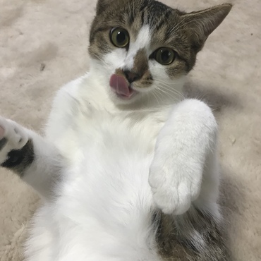 キキ 里親さん募集！の写真