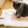 猫用布団でおやすみ〜
