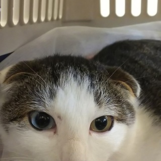 1/4(土)本八幡北口一番街譲渡会❤️風吹