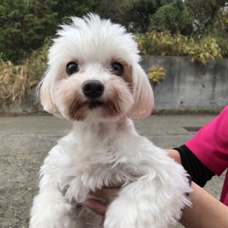 マルチ－ズ　マリモちゃん♀　2011年1月8日生