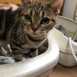 アメショ－の　リーちゃん1歳3か月