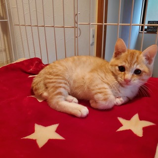茶トラの子猫動画あり
