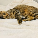 自分を猫だと思っていない「こまち」