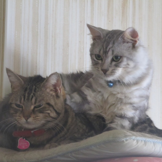 モヒカンおやぢのカバー写真