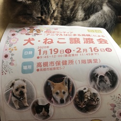 アニマルはにまる高槻による犬・猫譲渡会