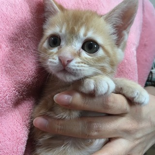 里親決定☆シェリーちゃん