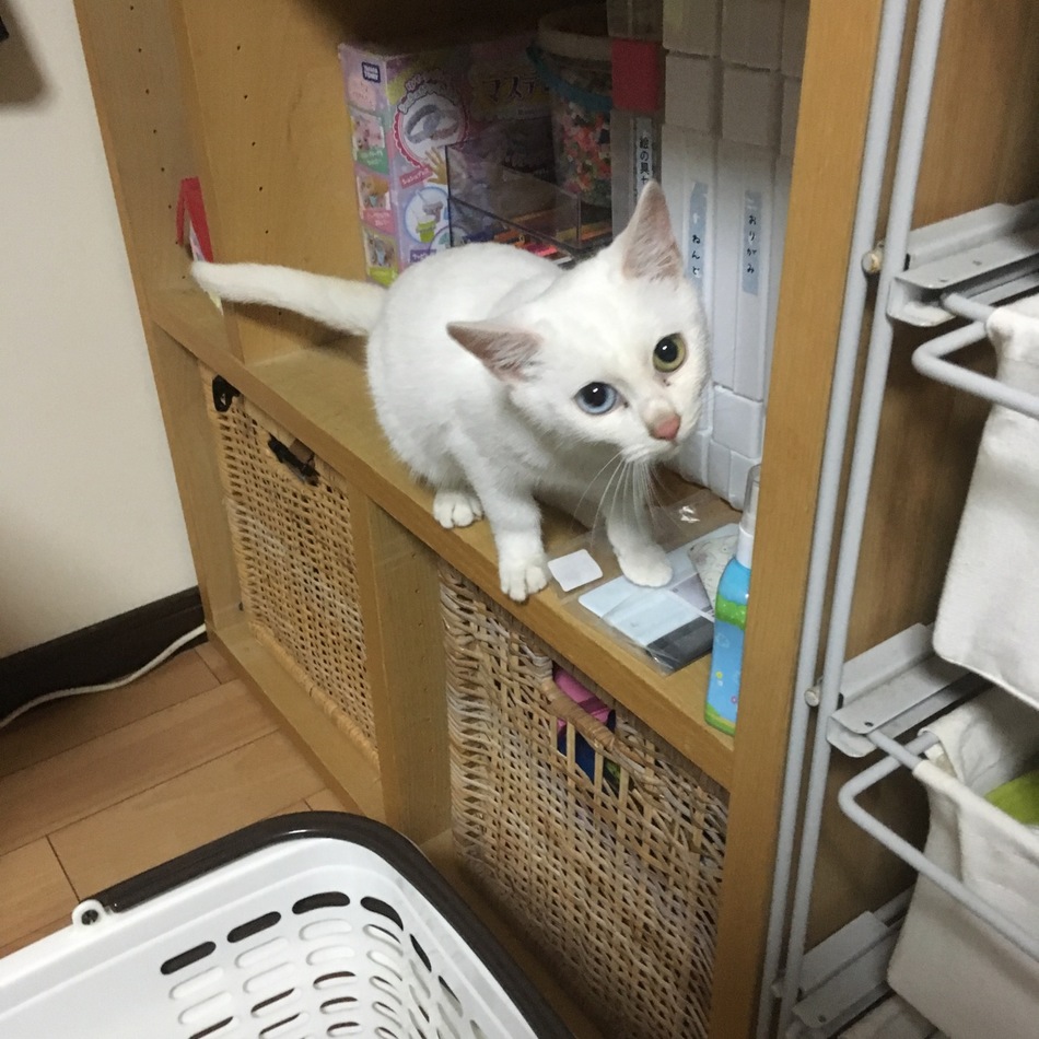 フク君のカバー写真