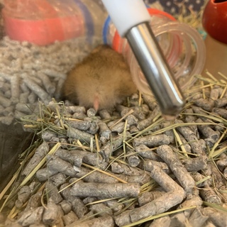 ゴールデンハムスター