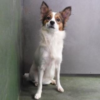 可愛い私は何のMIXなの？