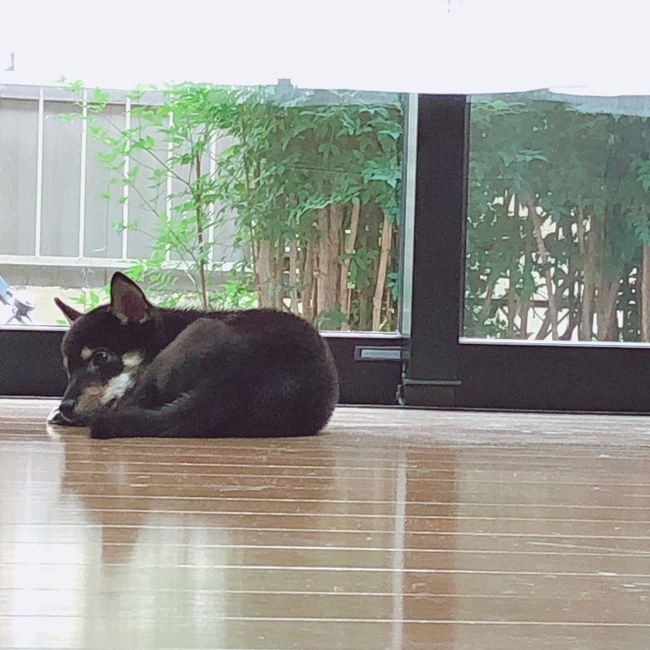 ワンパチのカバー写真
