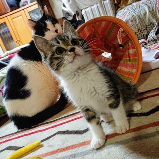 ツンデレお姫様『はるさめちゃん』