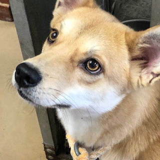 人も犬も大好き、元気一杯の甘えん坊ニーナ