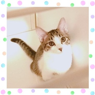 【1/12譲渡会】ちょっと控えめちびちょろろん