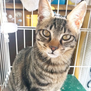 キジトラあずきちゃん