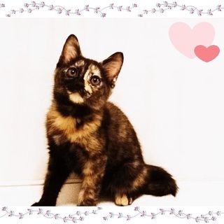 【1/25譲渡会】おとなしいカリメロちゃん