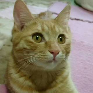 【12/22浅草橋】甘えん坊過ぎる甘えん坊♡楓