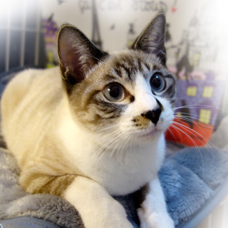 【12/22浅草橋】シャム風の天然♡ポールくん