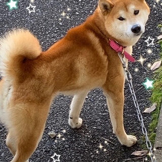 個体番号：i-M801　とっても利口な柴です。