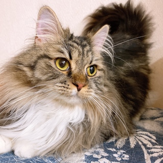 元気いっぱい明るく元気なノルウェージャン♂ガンジー