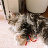 元気いっぱい明るく元気なノルウェージャン♂ガンジー サムネイル7