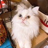 穏やかで優しく美しいオットアイのチンチラ♂ポッター サムネイル2
